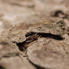 Coriarachne depressa