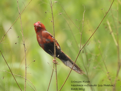 Neochmia phaeton phaeton
