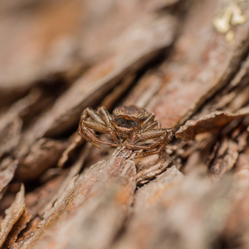 Coriarachne depressa