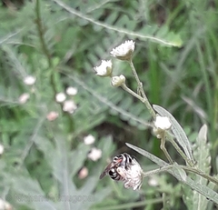 Pseudapis oxybeloides