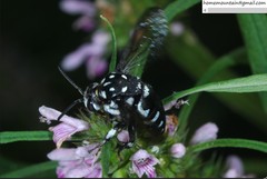 Thyreus himalayensis