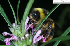 Bombus ganjsuensis