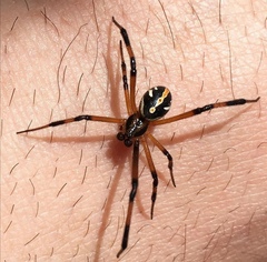 Latrodectus