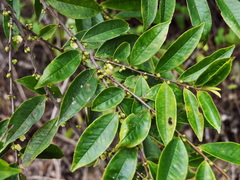Eurya acuminata