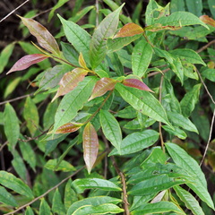 Eurya acuminata