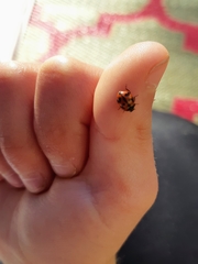 Coccinella transversalis