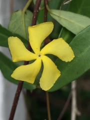 Mandevilla torosa