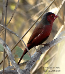 Neochmia phaeton phaeton