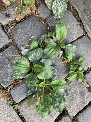 Plantago major