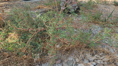 Amaranthus viridis