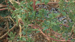 Amaranthus viridis