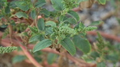 Amaranthus viridis