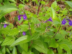 Scutellaria dumetorum