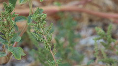 Amaranthus viridis