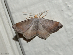 Macaria minorata