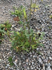 Sonchus oleraceus