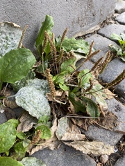 Plantago major