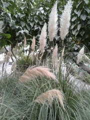 Cortaderia selloana