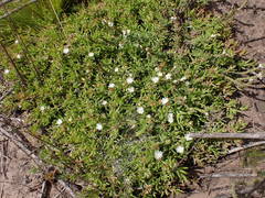 Delosperma inconspicuum