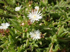 Delosperma inconspicuum