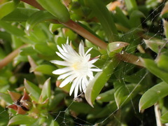 Delosperma inconspicuum