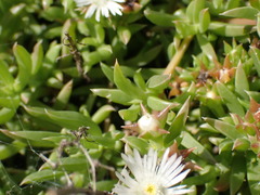 Delosperma inconspicuum