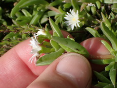 Delosperma inconspicuum
