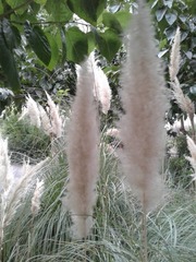 Cortaderia selloana