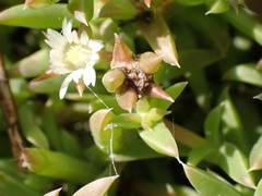 Delosperma inconspicuum