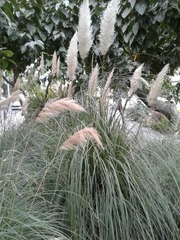 Cortaderia selloana