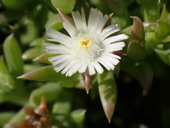 Delosperma inconspicuum