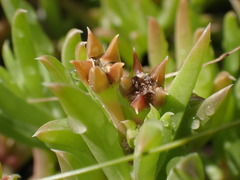 Delosperma inconspicuum