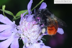 Bombus pyrosoma