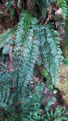 Asplenium prolongatum
