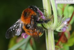 Bombus hedini