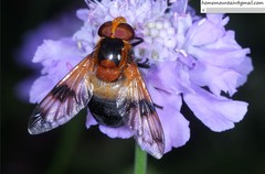 Volucella tabanoides