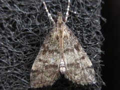 Dolicharthria bruguieralis