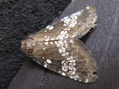 Dysmilichia gemella