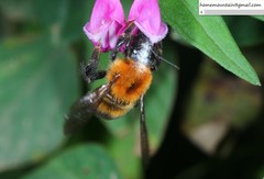 Bombus opulentus