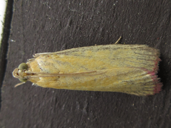 Oncocera semirubella