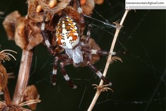 Araneus diadematoides