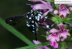 Thyreus himalayensis