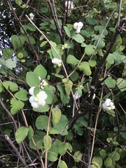 Symphoricarpos