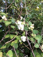Symphoricarpos