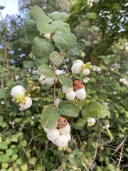 Symphoricarpos