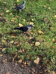 Columba livia domestica