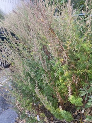 Artemisia vulgaris