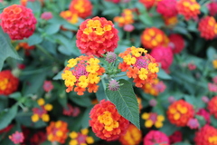 Lantana camara camara