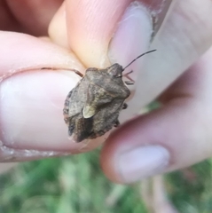 Carpocoris melanocerus