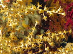 Hydrozoanthus gracilis